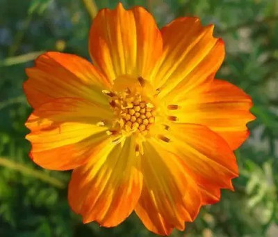MAA A Cosmos Sensation44 Seed(28 per packet)