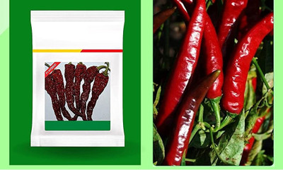 WILLVINE AMR -XI Byadgi chilli | Kashmiri chilli | Red chilli[25gm, 5000 Seeds] Seed(5000 per packet)