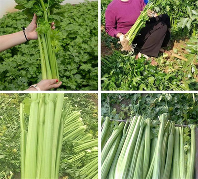 Qualtivate GBPUT-77 Giant Prague Celeriac Seed(500 per packet)