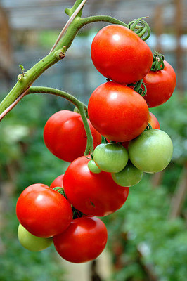 YUGANTAR tomato Seed(145 per packet)