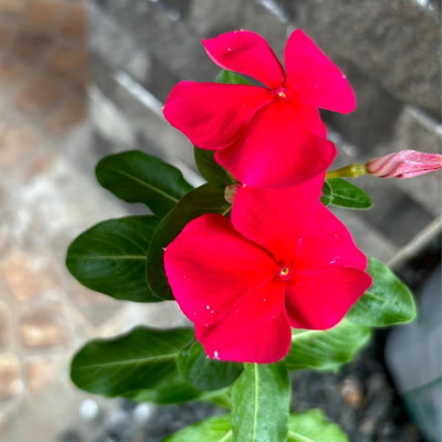 ibains Hanging vinca seeds Seed(54 per packet)