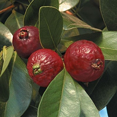 ActrovaX Dwarf Strawberry Guava Psidium littorale Fruit Seed [50 Seeds] Seed(50 per packet)