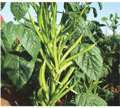 Avysa Cluster Beans (gawar,guar Phalli,goru chikkudu,kothavara) Seed(100 per packet)