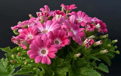 XOLDA Exotic cineraria Seed(22 per packet)