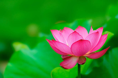 Shudh Online lotus,kamal gatta Seed(12 per packet)