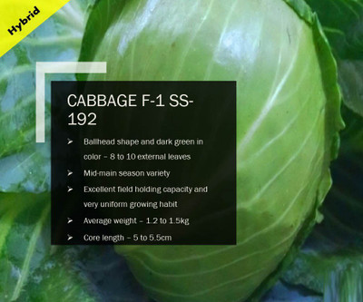 CYBEXIS CABBAGE F-1 SS 192 SEEDS(2500 Seeds) Seed(2500 per packet)
