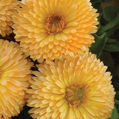 Lorvox Calendula Double Mixed Color Flower Hybrid Seed(20 per packet)