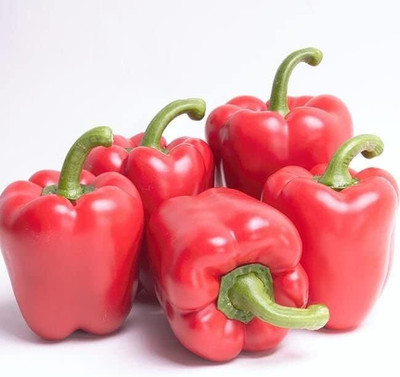 KNESSiN F1 Hybrid California Wonder Capsicum Seeds For Planting-(100 Seeds) Seed(100 per packet)