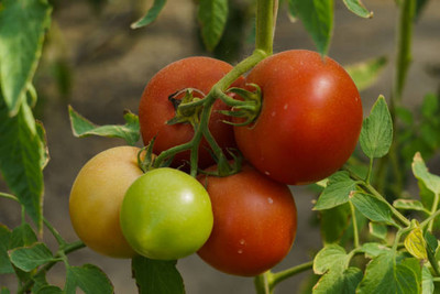 Harsh Impex tomato Seed(115 per packet)
