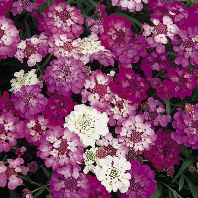 CRGO ® GBPT-65-Germination Seeds: Candytuft Flower Seeds-75 x Seeds Seed(75 per packet)