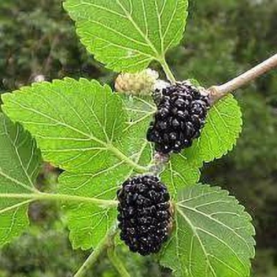 Oliver MULBERRY (shshatoot) fruit seeds Seed(77 per packet)