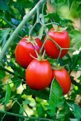 Chipku tomato Seed(145 per packet)