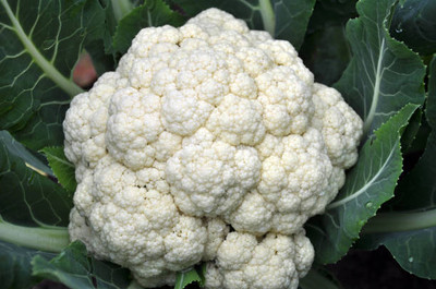 TIMOSHA white cauliflower,gobhee seeds Seed(45 per packet)