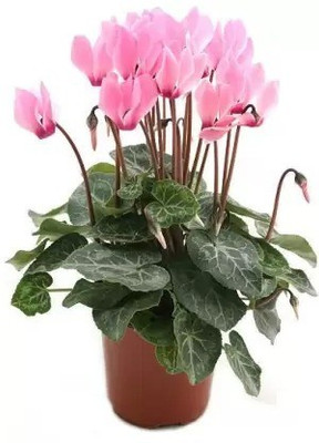 Aro Viola Seed(65 per packet)