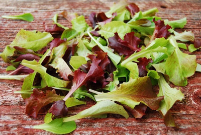 Qualtivate HUA-3A Red Salad Bowl Lettuce Seeds Seed(300 per packet)