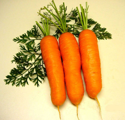 CYBEXIS Sinclair's Imported Carrot Variety1000 Seeds Seed(1000 per packet)