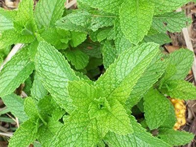VibeX ® XLR-406 Peppermint Garden Herb Seeds Seed(200 per packet)