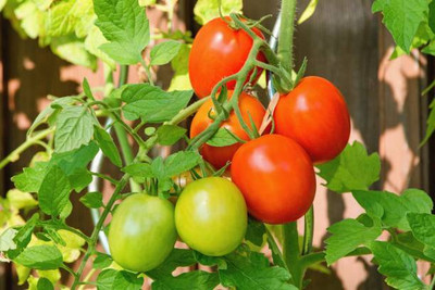 Kodali Hybrid F1 Tomato Seeds Pack Of 112 Seed(112 per packet)