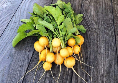 Qualtivate PUA-4A Radish Yellow 23 Days Heirloom Seeds Seed(300 per packet)