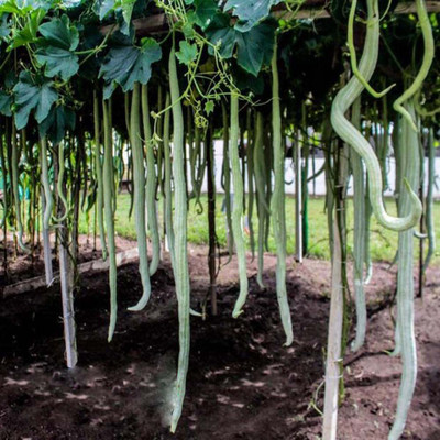 WILLVINE XLL-4 Grow Long Snake Like Gourds - Rare Seed(100 per packet)