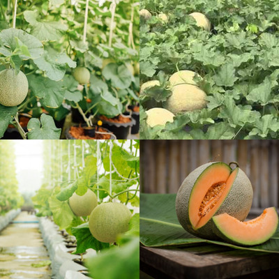 ibains Cantaloupe seeds for planting 16 Seed(16 per packet)