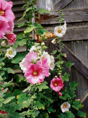 ACCELCROP Hollyhock Double Mix Seed(28 per packet)