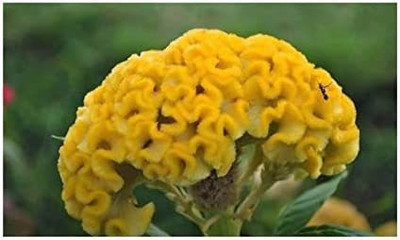 CYBEXIS Celosia Cristata Yellow Shrub Plants - Seeds Seed(1 g)