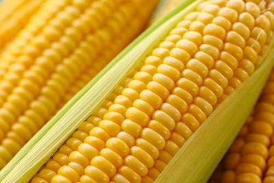 WILLVINE KGF -XII Golden Bantam Corn Seeds-[25g] Seed(100 per packet)