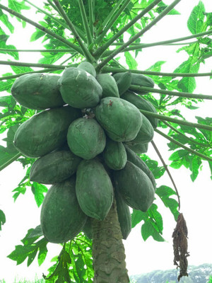 Pbevergreen Red lady papaya fruit seeds for home garden Seed(645 per packet)