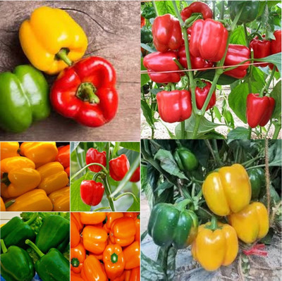 ibains Shimala mirch seeds shimla mirchi 82 Seed(82 per packet)