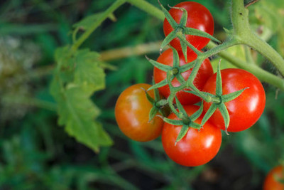 Hybrid Galaxy tomato Seed(135 per packet)
