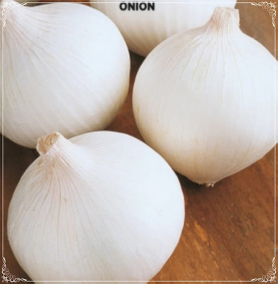 Quentova White Onion Seed, Bermuda Onion-VOX-2P Seed(300 per packet)