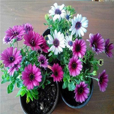 CYBEXIS Miracle Daisy Seeds Dwarf Plants Rare Flower Seeds Seed(50 per packet)