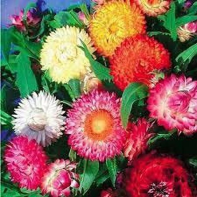 KANAYA Helichysum- Flower Seeds for Balcony Gardening Seed(40 per packet)