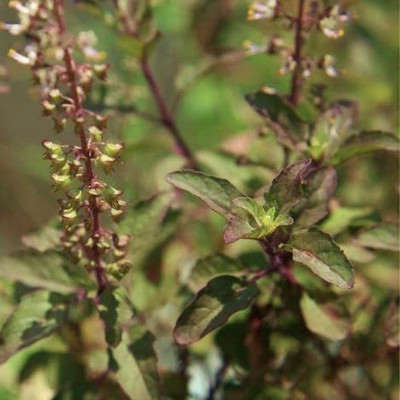 VibeX ® XLR-112 Thai Red Holy Basil Seeds Seed(1000 per packet)