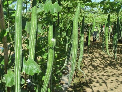 EKAKSHAR High Yield Hybrid Rare Long chichinda Snake Gourd Vegetable 5 Seeds A20 Seed(5 per packet)