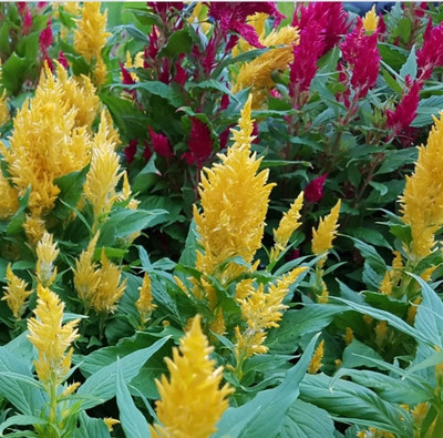 ZIXA COLORFUL Mixed CELOSIA Flower Seed(20 per packet)