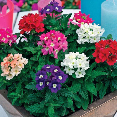 BDSresolve New verbena seeds Pack of 37 Seed(37 per packet)