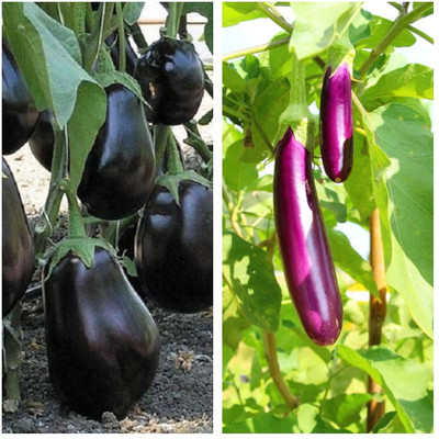 Jignishaseeds Brinjal Black Pack Of 50 And Brinjal Purple long Pack Of 50 Vegetable Combo Pack Seed(100 per packet)