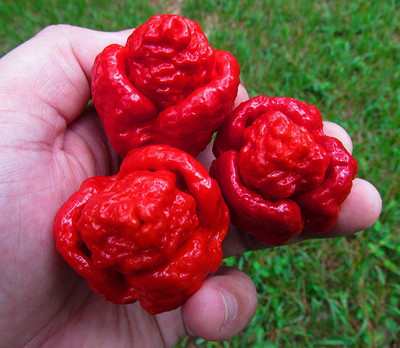 KNESSiN Red Trinidad Moruga Scorpion Chilli Seeds Seed(200 per packet)