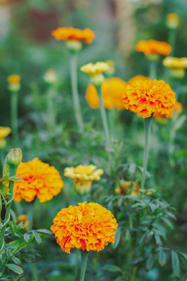 Portia marigold/gende ka phool flower seeds Seed(50 per packet)