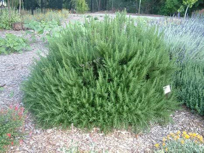 VibeX LX-81 - Non-GMO Rosemary - (2250 Seeds) Seed(2250 per packet)