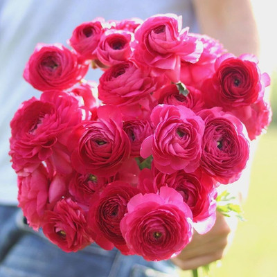 Epazo Ranunculus Flower Seed Winter Flower Seed(2 per packet)