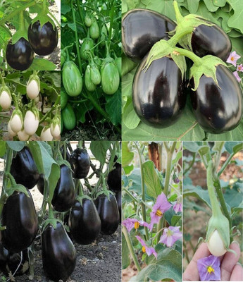 ibains Bagen seed eggplant beez 37 Seed(67 per packet)
