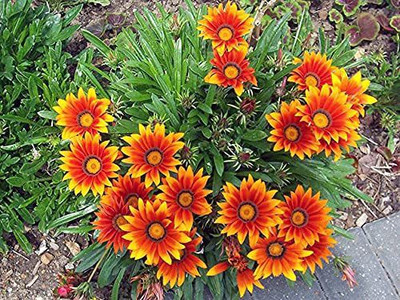 ACCELCROP Gazania Mixed Color Hybrid Seed(84 per packet)