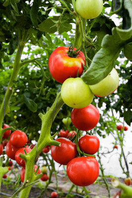 Go Raw tomato Seed(90 per packet)
