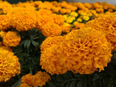 seedito marigold/gende ka phool flower seeds Seed(50 per packet)