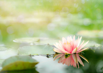 RUDAN lotus,kamal gatta Seed(10 per packet)