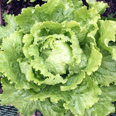WILLVINE GBPUT-573 Batavian Leafy Iceberg Lettuce Seeds Seed(200 per packet)