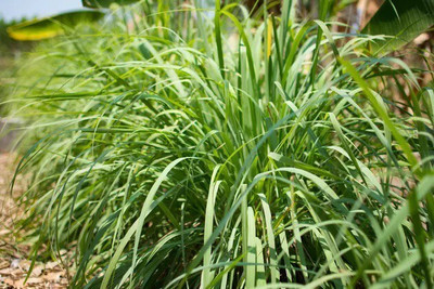 Quentova लेमन ग्रास/Lemon grass (Cymbopogon citratus)-DLX-8T Seed(75 per packet)